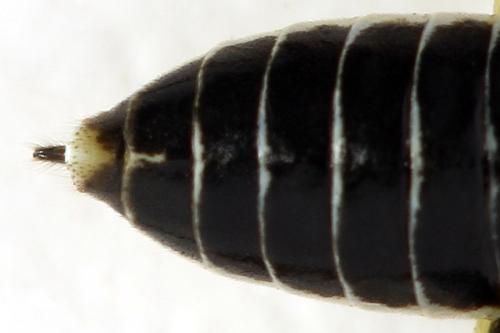 Réf. 338 295 : Pachyprotasis simulans