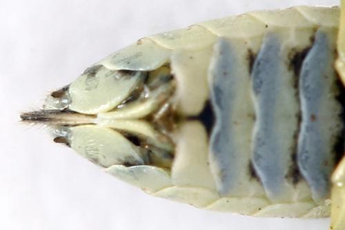 Réf. 338 296 : Pachyprotasis simulans