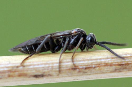 Réf. 338 752 : Empria pumila