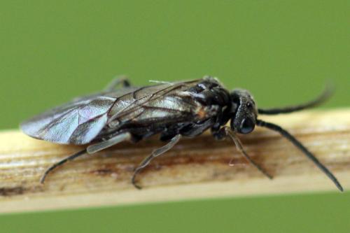 Empria pumila