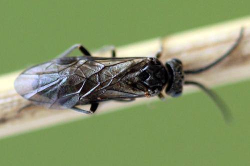 Réf. 338 754 : Empria pumila