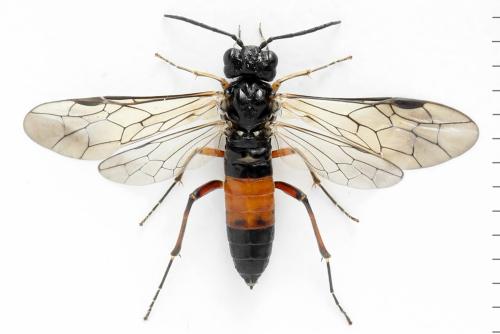 Taxonus agrorum