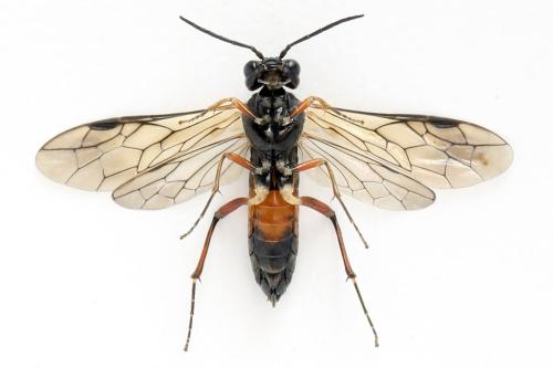 Taxonus agrorum