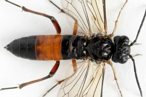Réf. 338 810 : Taxonus agrorum