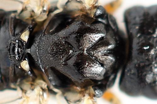 Taxonus agrorum