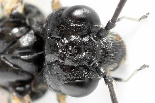 Taxonus agrorum