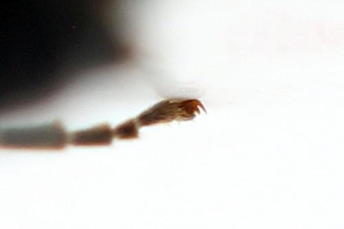 Taxonus agrorum