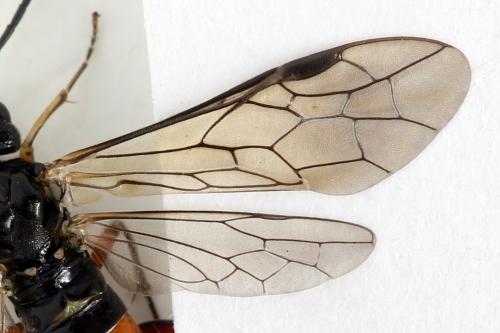 Taxonus agrorum
