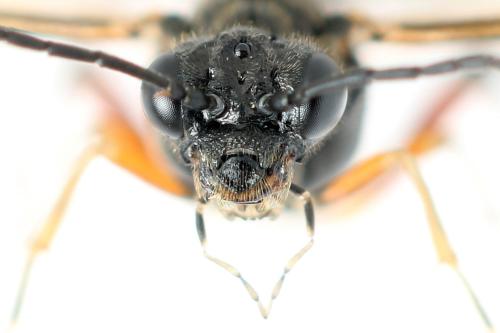 Taxonus agrorum