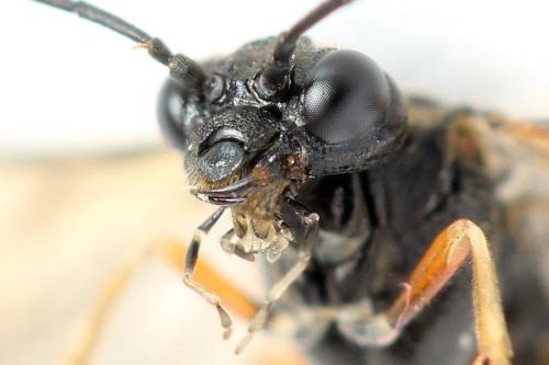 Taxonus agrorum