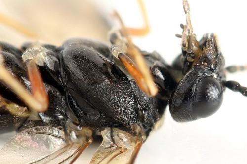 Taxonus agrorum