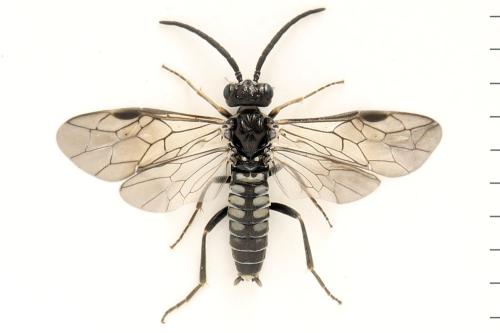 Réf. 338 755 : Empria pumila