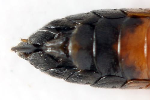 Taxonus agrorum