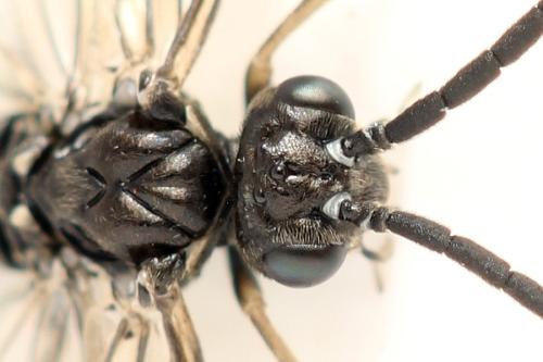 Réf. 338 758 : Empria pumila