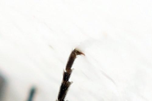 Empria pumila