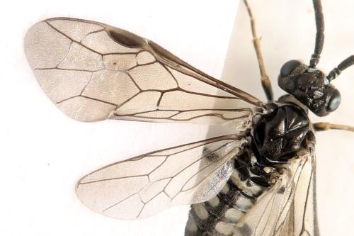 Réf. 338 760 : Empria pumila
