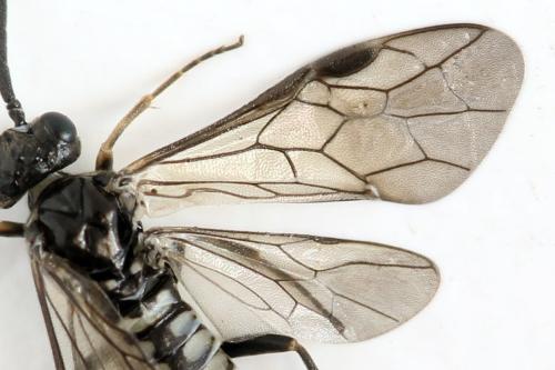 Empria pumila