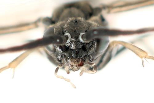 Réf. 338 763 : Empria pumila