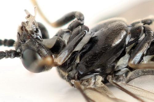 Réf. 338 764 : Empria pumila