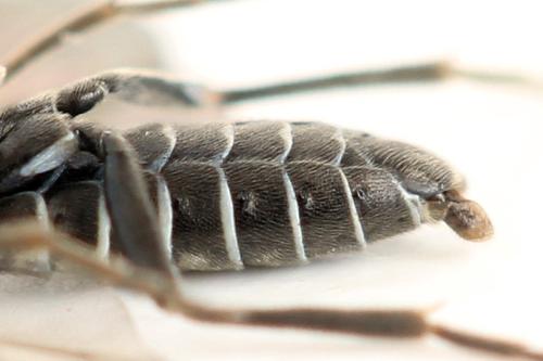 Réf. 338 765 : Empria pumila