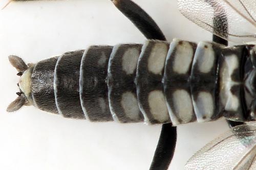 Réf. 338 766 : Empria pumila