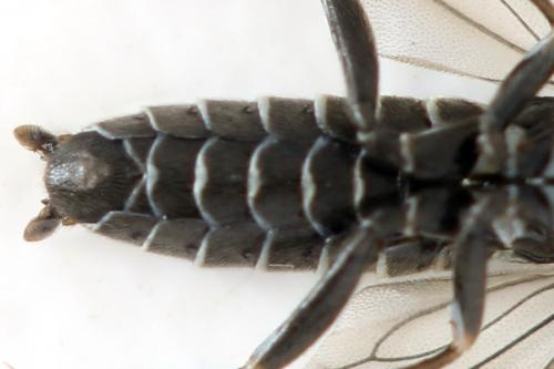 Empria pumila