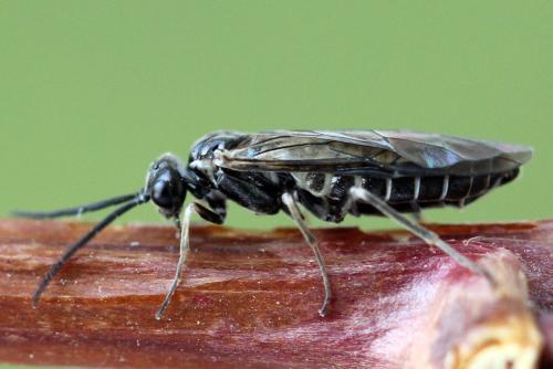 Réf. 338 880 : Empria tridens