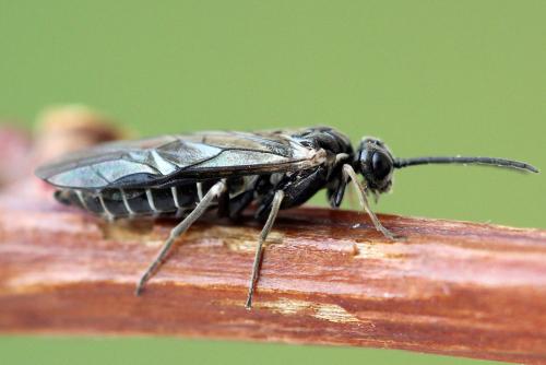 Empria tridens
