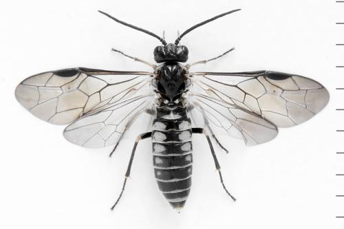 Réf. 338 883 : Empria tridens