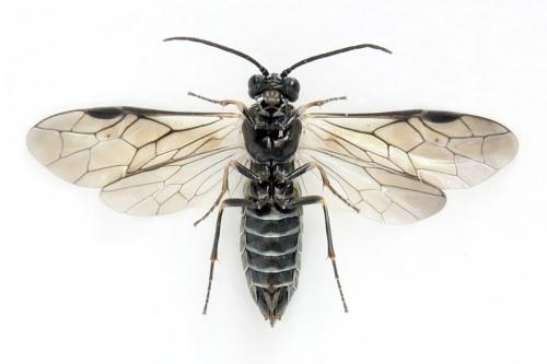 Empria tridens