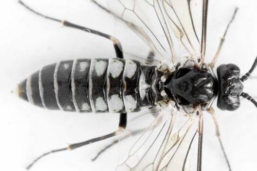 Empria tridens
