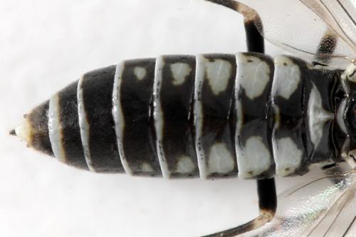 Empria tridens