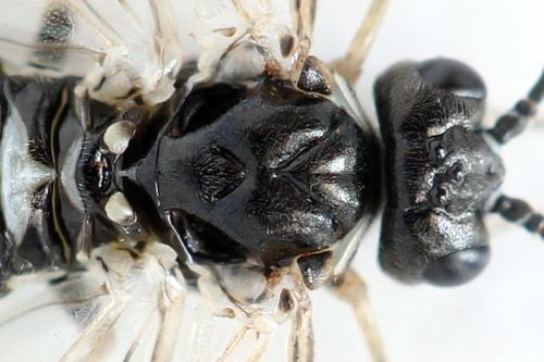 Réf. 338 887 : Empria tridens