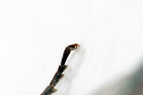 Empria tridens