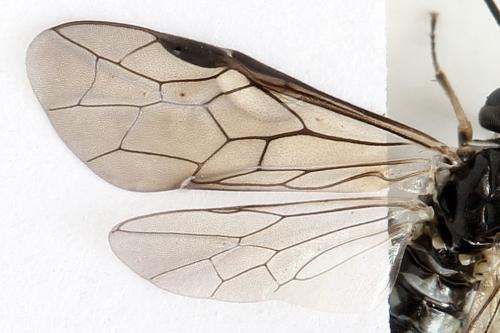 Empria tridens