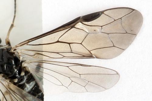 Empria tridens