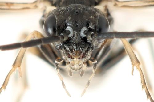 Empria tridens