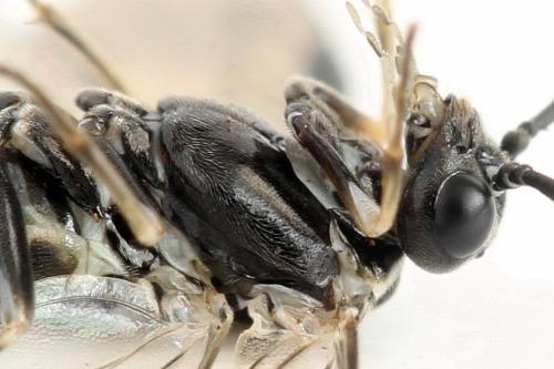 Empria tridens