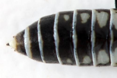 Réf. 338 896 : Empria tridens