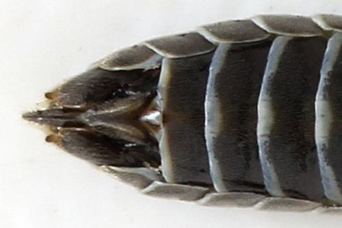 Empria tridens