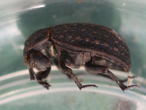 Trox sabulosus