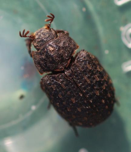 Réf. 338 476 : Trox sabulosus