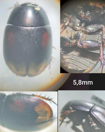 Sphaeridium lunatum