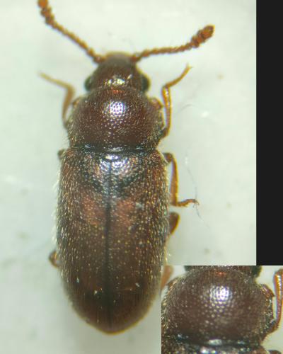 Cryptophagus sp.