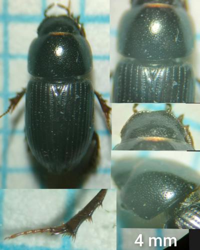 Réf. 338 448 : Esymus pusillus