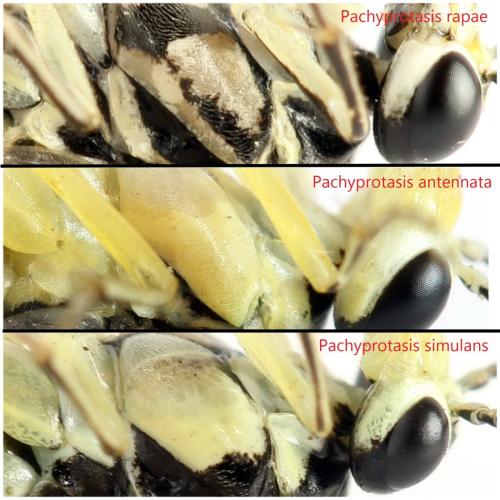 Réf. 338 377 : Pachyprotasis divers
