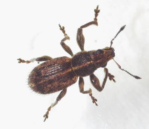Réf. 338 063 : Andrion regensteinense