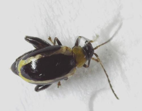 Réf. 338 039 : Longitarsus dorsalis