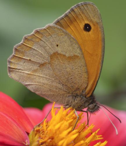 Réf. 338 091 : Maniola jurtina
