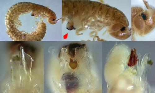 Melogona gallica